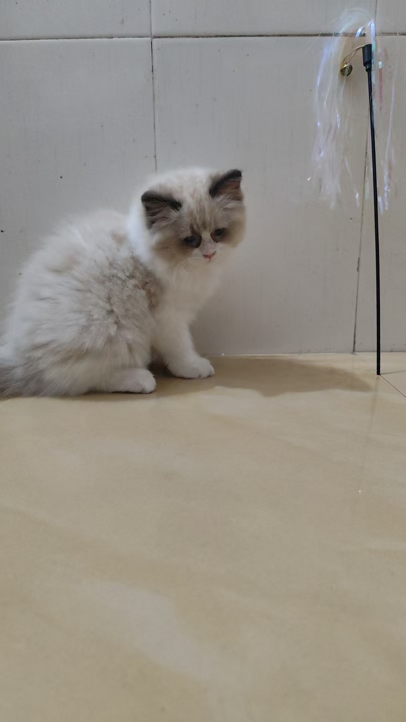 新脸版布偶妹妹找主人，一针一驱，标价出